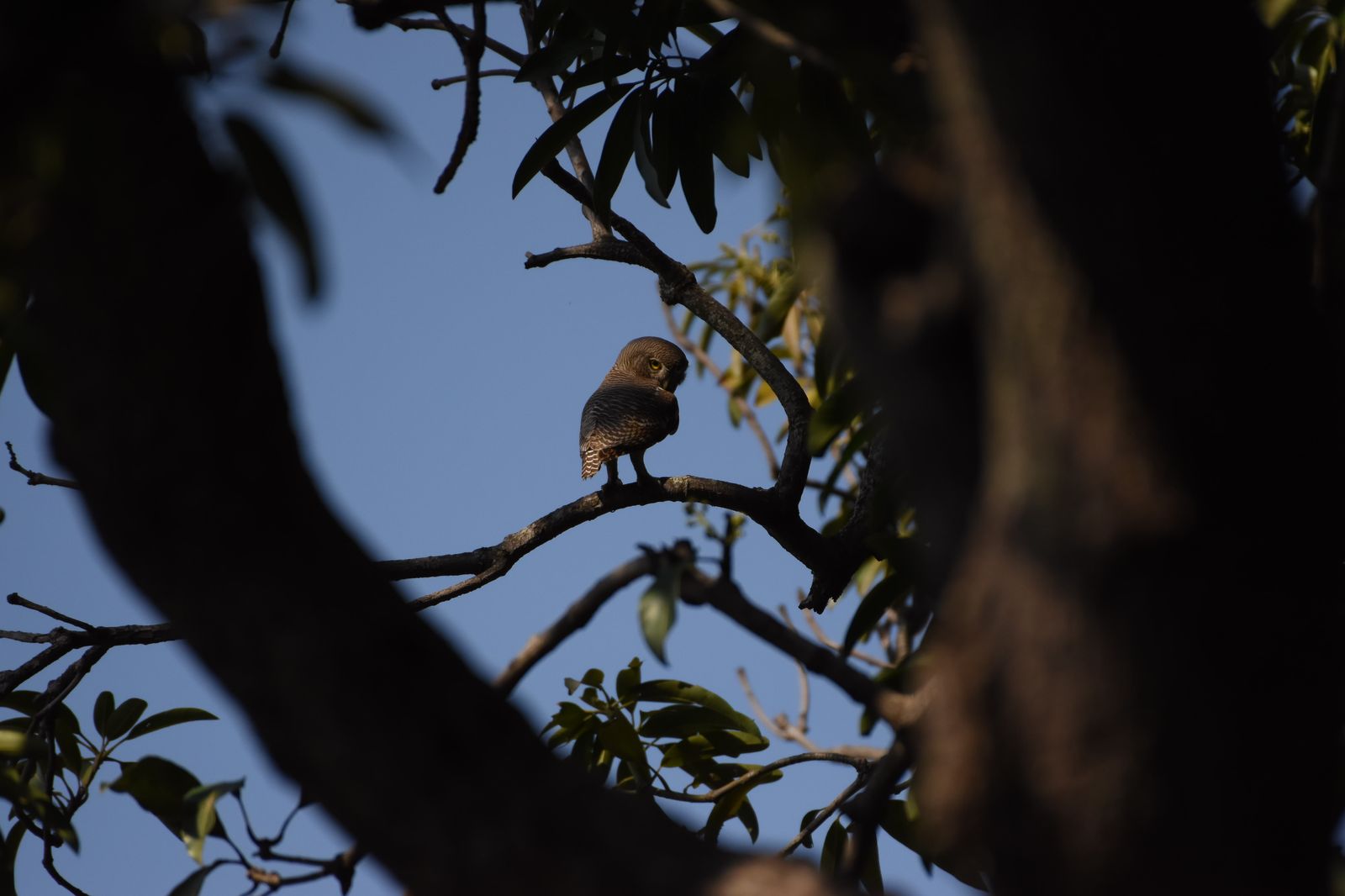 Barred Jungle Owlet (1)